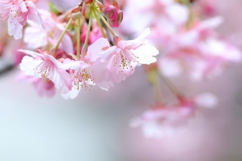 Canon EOS R100 Kit RF-S18-45mm