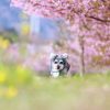 Canon EOS R5 (Body)