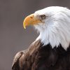 Canon RF 100-500mm f/4.5-7.1L IS USM! 🦅