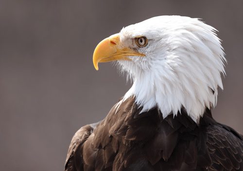Canon RF 100-500mm f/4.5-7.1L IS USM! 🦅