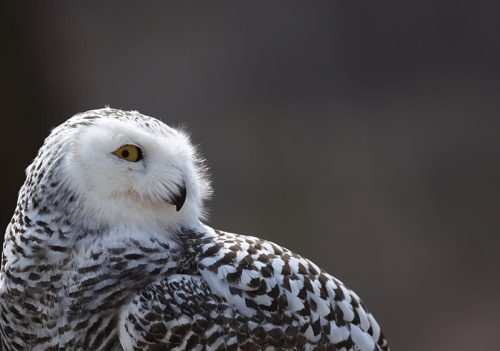 Canon RF 100-500mm f/4.5-7.1L IS USM! 🦅