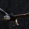 Canon RF 100-500mm f/4.5-7.1L IS USM! 🦅