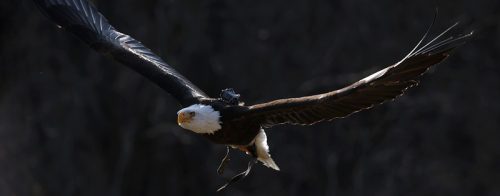 Canon RF 100-500mm f/4.5-7.1L IS USM! 🦅