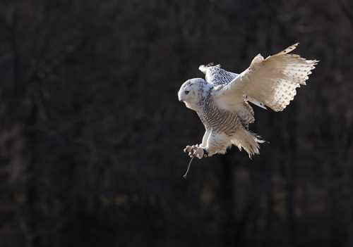 Canon RF 100-500mm f/4.5-7.1L IS USM! 🦅
