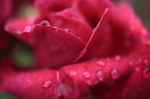 Canon RF 24mm f/1.8 Macro IS STM